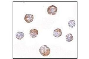 Immunocytochemistry in HeLa cells with CUEDC2 antibody at 5 µg/ml.