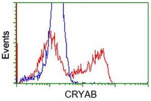 Image no. 9 for anti-Crystallin, alpha B (CRYAB) antibody (ABIN1497645) (CRYAB anticorps)