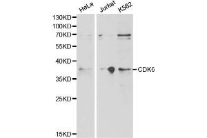 Western blot analysis of extracts of various cell lines, using CDK6 antibody.
