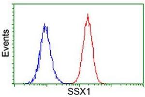 anti-Synovial Sarcoma, X Breakpoint 1 (SSX1) antibody