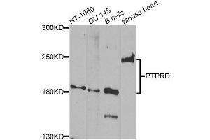 Western blot analysis of extracts of various cell lines, using PTPRD Antibody (ABIN5996431) at 1/1000 dilution. (PTPRD anticorps)