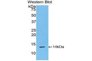 Western Blotting (WB) image for anti-R-Spondin 1 (RSPO1) (AA 21-135) antibody (ABIN1860473) (RSPO1 anticorps  (AA 21-135))