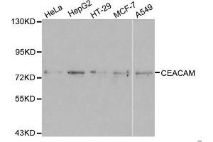 Western blot analysis of extracts of various cell lines, using CEACAM5 antibody. (CEACAM5 anticorps)