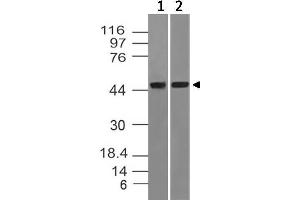 Image no. 1 for anti-tRNA Aspartic Acid Methyltransferase 1 (TRDMT1) antibody (ABIN5027476) (Dnmt2 anticorps)