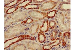 Immunohistochemistry of paraffin-embedded human kidney tissue using ABIN7149198 at dilution of 1:100