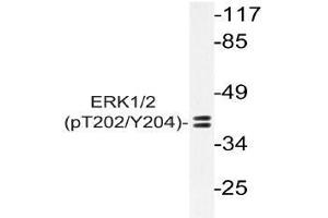 Western blot (WB) analysis of p-ERK1/2 antibody in extracts from Jurkat PMA cells. (ERK1 anticorps  (pThr202, pTyr204))