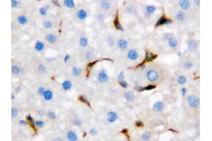 Anti-CD68 antibody, IHC(P): Rat Liver Tissue