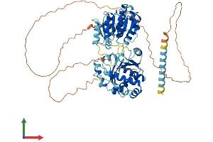 AlphaFold protein structure predicition of Mouse Recombinant Ddx18 Protein, UniprotID Q8K363