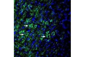 Expression of EphA6 in rat parietal cortex - Immunohistochemical staining of perfusion-fixed frozen rat brain sections with Anti-EphA6 (extracellular) Antibody (ABIN7043125, ABIN7044247 and ABIN7044248), (1:200), followed by goat anti-rabbit-AlexaFluor-488.