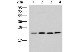 Western blot analysis of K562 A172 Jurkat LOVO cell lysates using MRPL40 Polyclonal Antibody at dilution of 1:1000 (MRPL40 anticorps)