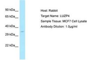 Image no. 1 for anti-Leucine Zipper Protein 4 (LUZP4) (AA 35-84) antibody (ABIN6750112)