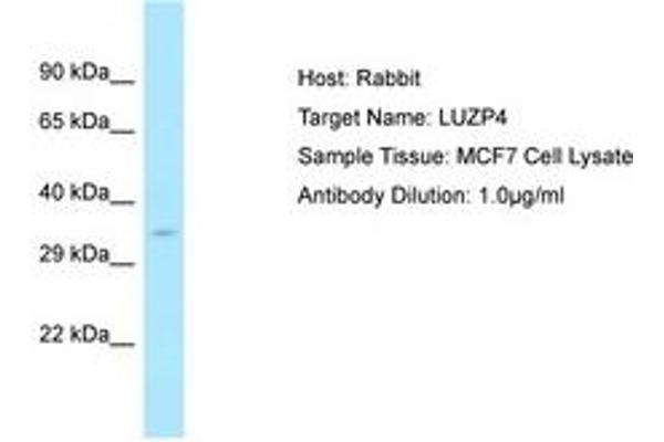 LUZP4 antibody  (AA 35-84)