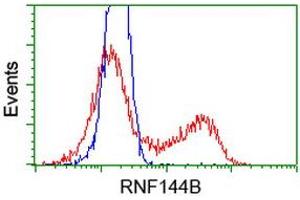 Image no. 1 for anti-Ring Finger Protein 144B (RNF144B) (AA 1-256) antibody (ABIN1490645) (RNF144B anticorps  (AA 1-256))