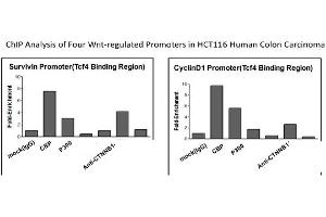 CTNNB1 Antibody - middle region (P100601_P050) validated by CHIP using HCT116 cell lysate