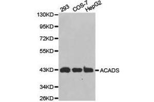 Western Blotting (WB) image for anti-Acyl-CoA Dehydrogenase, C-2 To C-3 Short Chain (Acads) antibody (ABIN1870750) (ACADS anticorps)