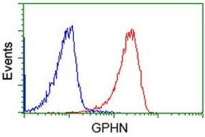 Image no. 9 for anti-Gephyrin (GPHN) antibody (ABIN1498424)