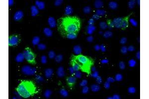 Image no. 1 for anti-Sonic Hedgehog (SHH) (AA 24-197) antibody (ABIN1491248)