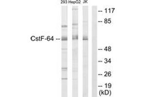 Western Blotting (WB) image for anti-Cleavage Stimulation Factor, 3' Pre-RNA, Subunit 2, 64kDa (CSTF2) (AA 11-60) antibody (ABIN2889455) (CSTF2 anticorps  (AA 11-60))