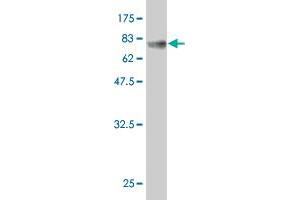 Western Blot detection against Immunogen (65.