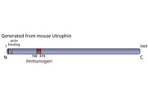 Image no. 3 for anti-Utrophin (UTRN) (AA 768-874) antibody (ABIN968237) (Utrophin anticorps  (AA 768-874))