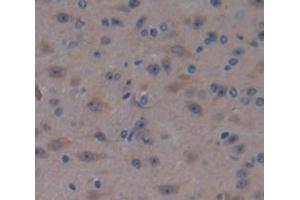 IHC-P analysis of Mouse Tissue, with DAB staining. (PEBP1 anticorps  (AA 2-187))