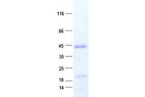 Validation with Western Blot