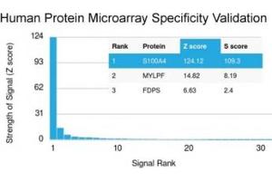 Analysis of HuProt(TM) microarray containing more than 19,000 full-length human proteins using S100A4 antibody (clone S100A4/1481). (s100a4 anticorps)