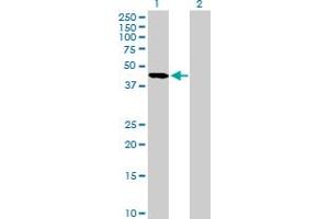 Western Blot analysis of SERPINA5 expression in transfected 293T cell line by SERPINA5 MaxPab polyclonal antibody. (SERPINA5 anticorps  (AA 17-406))