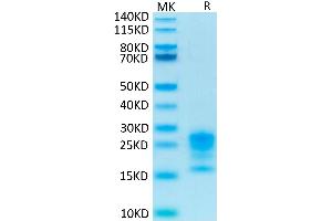 Biotinylated Human IL-17A on Tris-Bis PAGE under reduced condition.