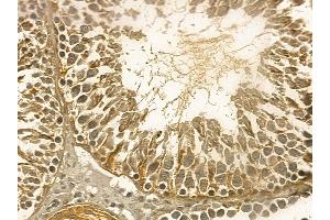 URG4 Mouse Monoclonal Antibody at 1/100 staining rat testis tissue by IHC-P. (URGCP anticorps)