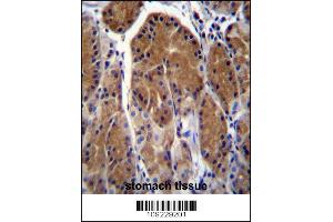 TSSK6 Antibody immunohistochemistry analysis in formalin fixed and paraffin embedded human stomach tissue followed by peroxidase conjugation of the secondary antibody and DAB staining. (TSSK6 anticorps  (C-Term))