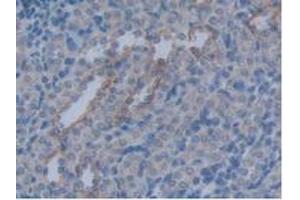 IHC-P analysis of Rat Kidney Tissue, with DAB staining. (Aquaporin 4 anticorps  (AA 179-314))