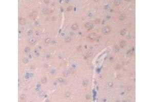 IHC-P analysis of Rat Tissue, with DAB staining. (GNRH1 anticorps  (AA 25-92))