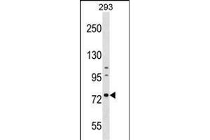 RNPEP Antibody (Center) (ABIN1538377 and ABIN2848965) western blot analysis in 293 cell line lysates (35 μg/lane). (RNPEP anticorps  (AA 381-411))