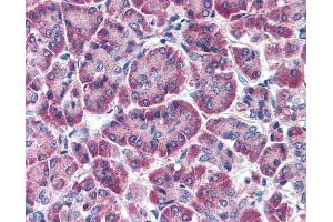 Anti-FBXO9 antibody IHC of human pancreas. (FBXO9 anticorps  (AA 431-447))