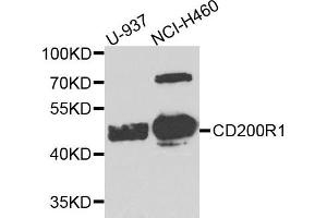 Western blot analysis of extract of U937 and NCIH460 cells, using CD200R1 antibody. (CD200R1 anticorps)