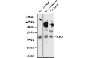 Western blot analysis of extracts of various cell lines, using DDO antibody (ABIN6291977) at 1:1000 dilution.