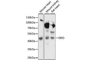 Western blot analysis of extracts of various cell lines, using DDO antibody (ABIN6291977) at 1:1000 dilution. (DDO anticorps)