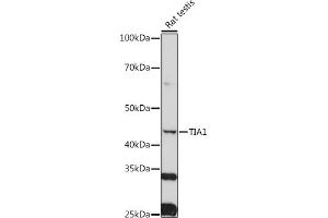 Western blot analysis of extracts of Rat testis, using TI antibody (2517) at 1:1000 dilution. (TIA1 anticorps  (AA 1-193))