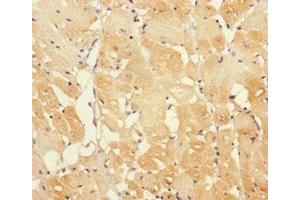 Immunohistochemistry of paraffin-embedded human heart tissue using ABIN7156979 at dilution of 1:100
