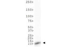 Western Blot of Rabbit Anti-Histone H3 [Monomethyl Lys9] Antibody.