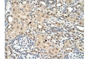 TMEM30A antibody was used for immunohistochemistry at a concentration of 4-8 ug/ml to stain Epithelial cells of renal tubule (arrows) in Human Kidney. (TMEM30A anticorps  (N-Term))