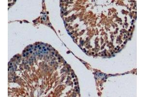 Detection of FGF15 in Rat Testis Tissue using Monoclonal Antibody to Fibroblast Growth Factor 15 (FGF15)