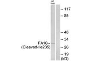 Western Blotting (WB) image for anti-Coagulation Factor X (F10) (AA 216-265), (Cleaved-Ile235) antibody (ABIN2891166) (Coagulation Factor X anticorps  (Cleaved-Ile235))