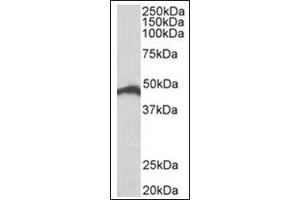 Staining of Jurkat lysate (35µg protein in RIPA buffer) using IRF4 antibody at 0. (IRF4 anticorps  (C-Term))