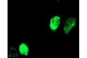 Anti-ADIPOQ mouse monoclonal antibody (ABIN2455201) immunofluorescent staining of COS7 cells transiently transfected by pCMV6-ENTRY ADIPOQ (RC215161). (ADIPOQ anticorps  (AA 19-244))