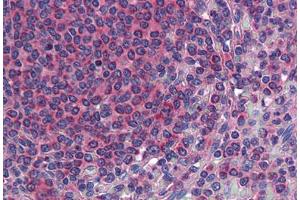 Anti-TM9SF3 antibody  ABIN960828 IHC staining of human spleen.