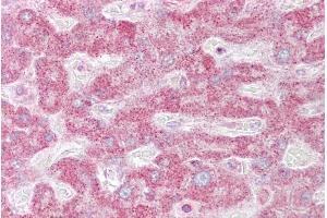 Immunohistochemistry with Liver tissue at an antibody concentration of 10µg/ml using anti-INSIG1 antibody (ARP40159_P050)