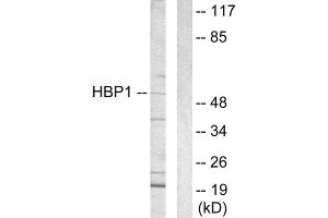 Western Blotting (WB) image for anti-HMG Box-Containing Protein 1 (HBP1) (C-Term) antibody (ABIN1848995) (HBP1 anticorps  (C-Term))