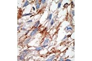 Image no. 2 for anti-ISG15 Ubiquitin-Like Modifier (ISG15) (AA 39-68), (N-Term) antibody (ABIN356679)